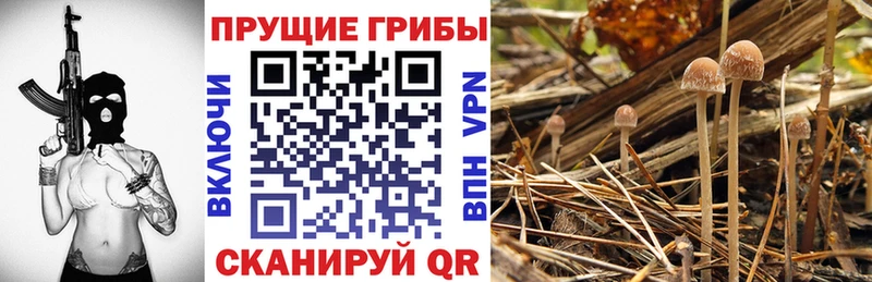 KRAKEN вход  цена   Ярцево  Псилоцибиновые грибы мицелий 